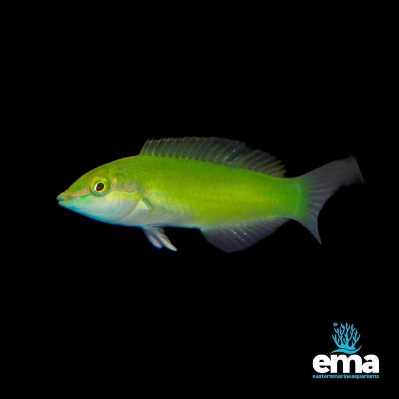 Green Wrasse