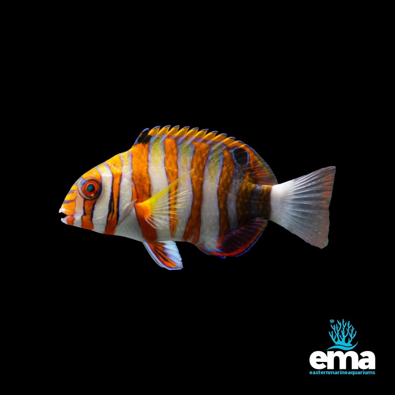 Harlequin Tusk Wrasse