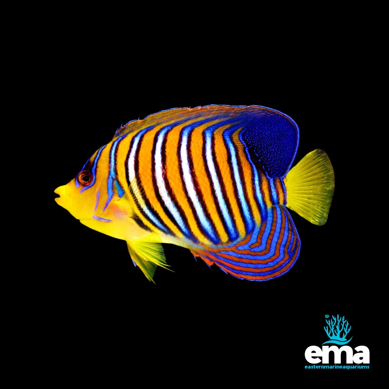 Indian Ocean Regal Angelfish