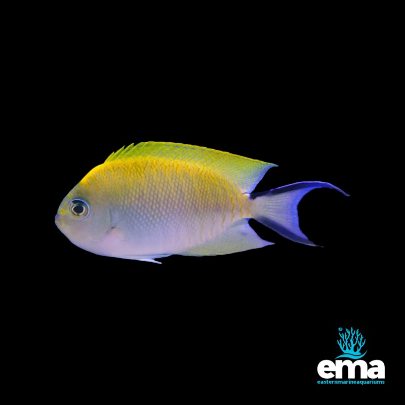 Japanese Swallowtail Angelfish (Female)