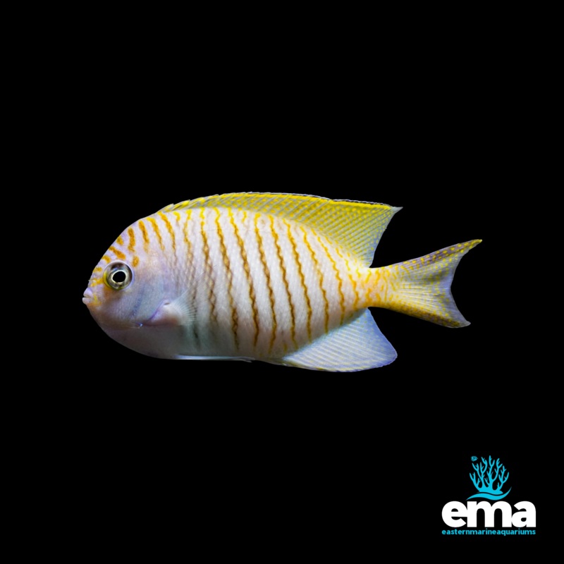 Japanese Swallowtail Angelfish (Male)