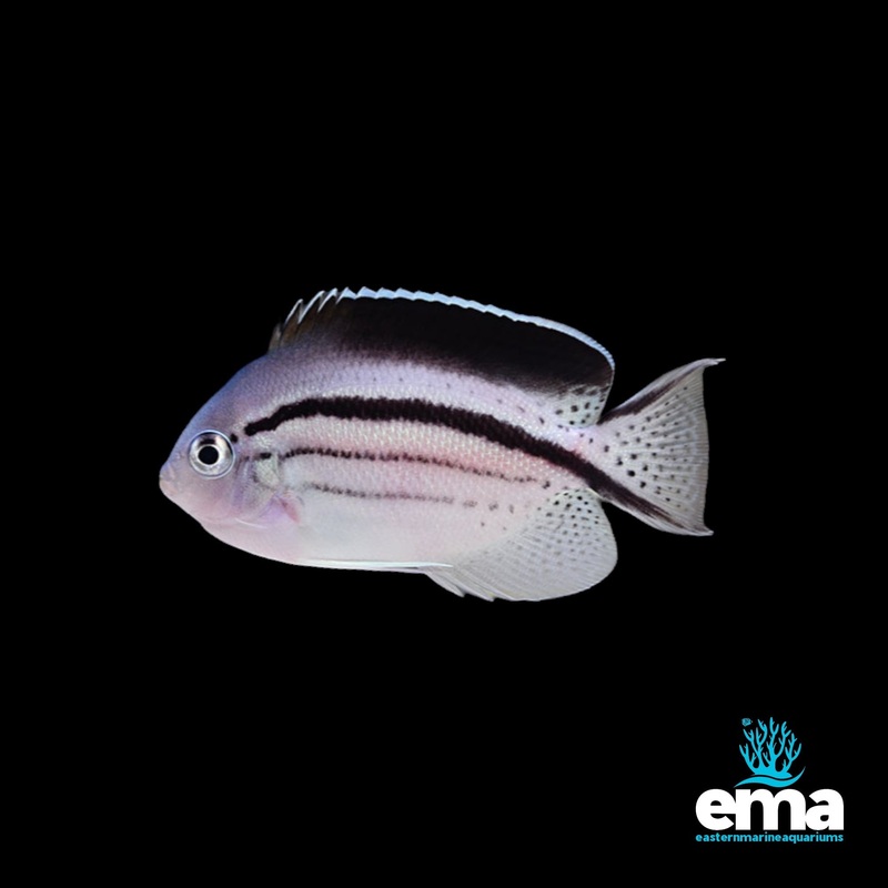 Lamarck's Angelfish