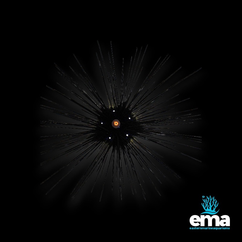 Longspine Urchin