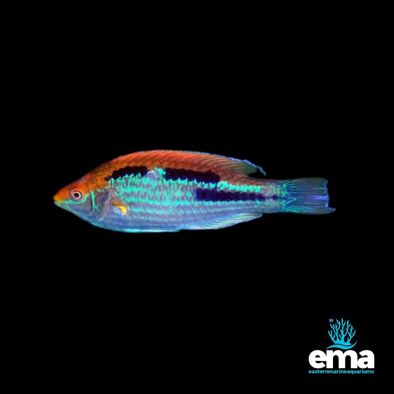 Lubbock's Fairy Wrasse (Northern Variety)