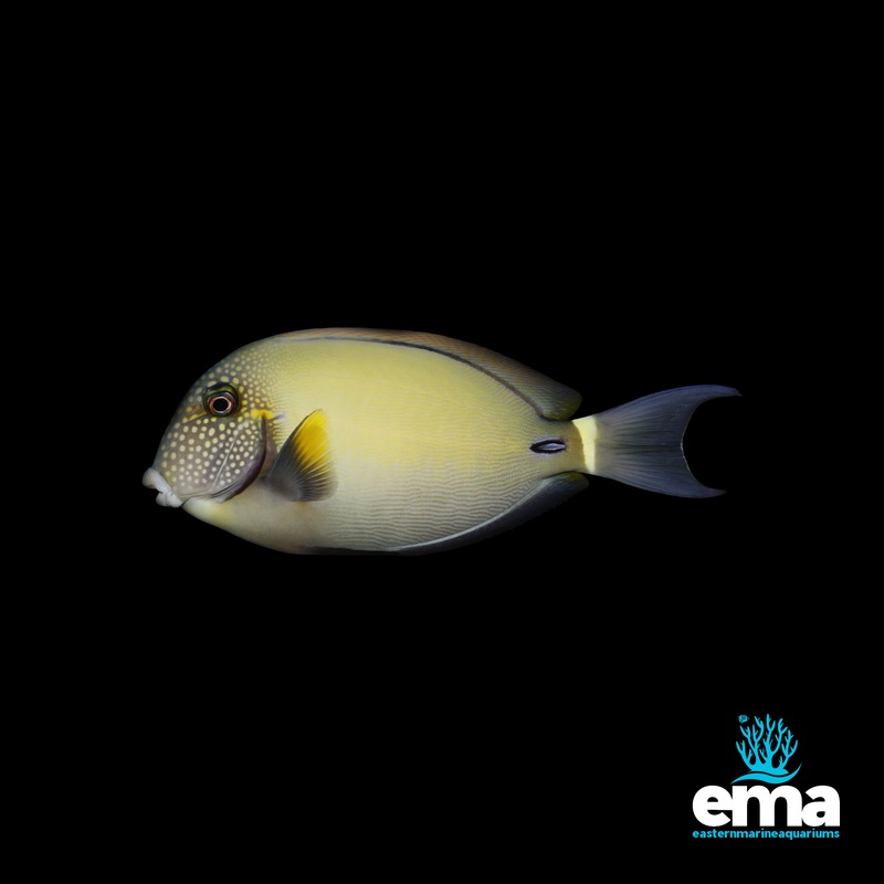 Maculiceps Tang
