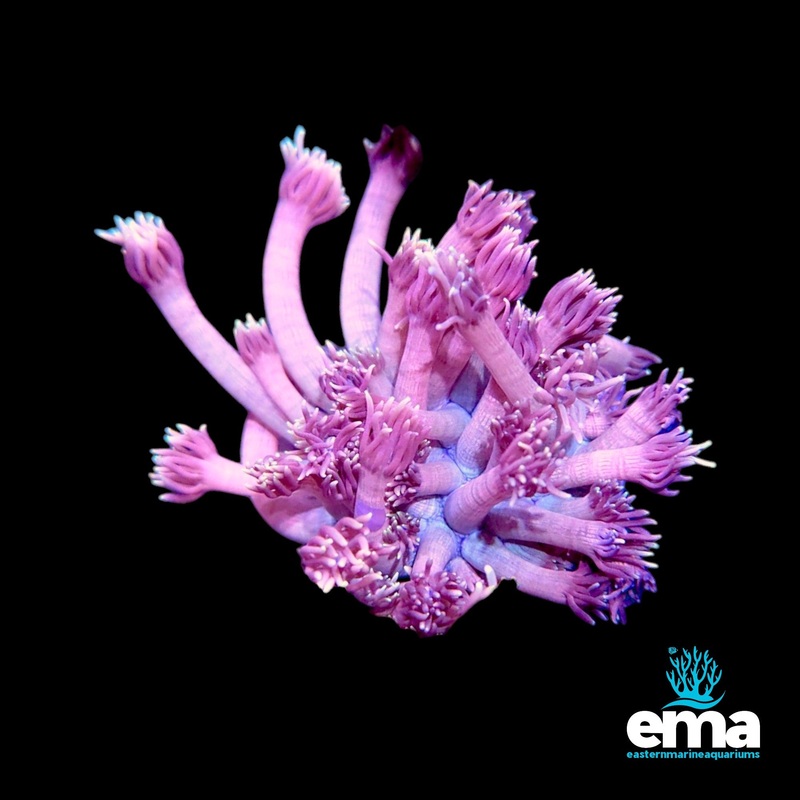 Metallic Pink & Blue Center Goniopora Fragment