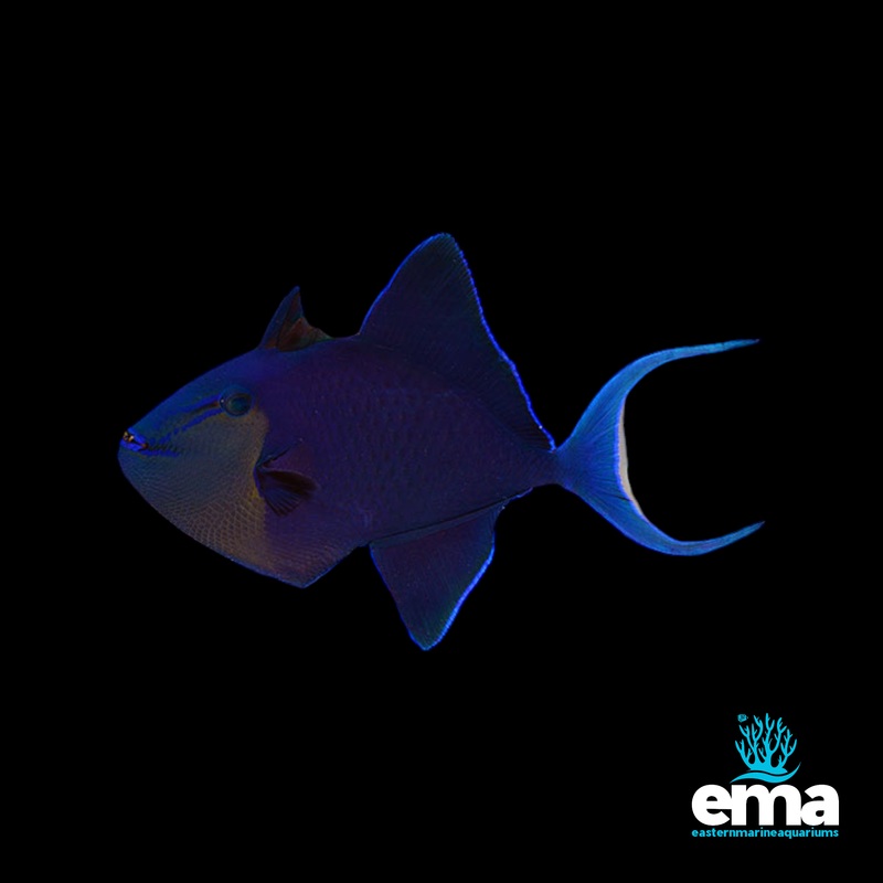 Niger Triggerfish