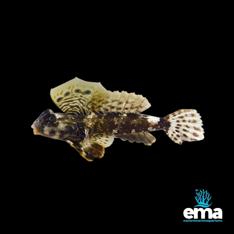 Ocellated Dragonet