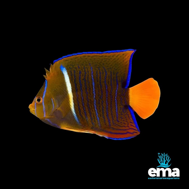 Passer Angelfish (Adult)