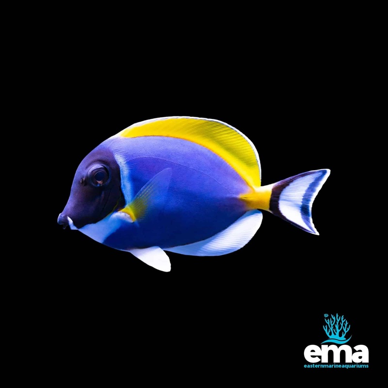Powder Blue Tang