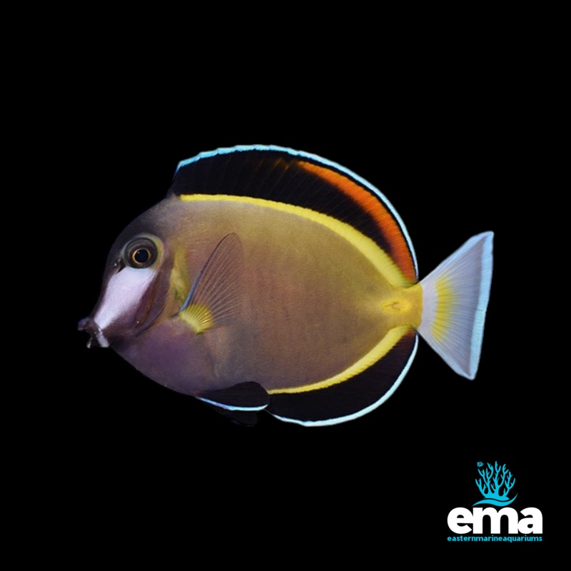Powder Brown Tang