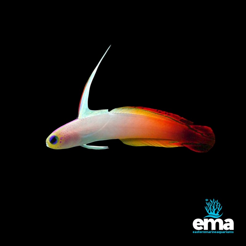 Red Firefish - 2 Pack