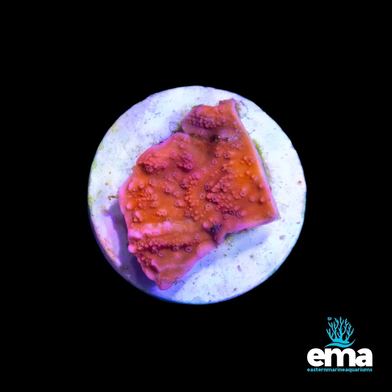 Red Monti Fragment (Aquacultured)