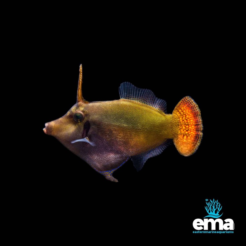 Red Tail File Fish