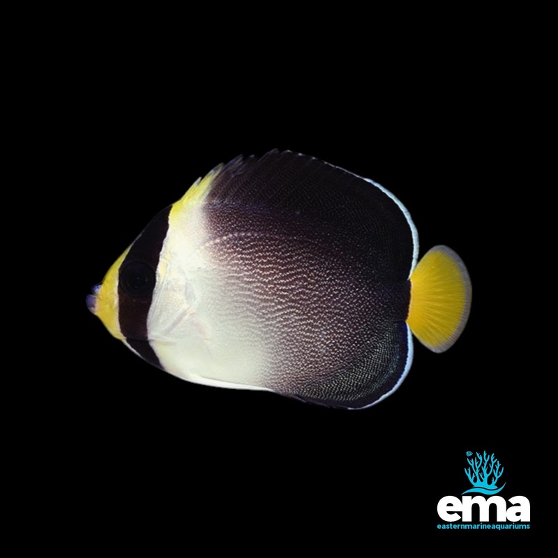 Singapore Angelfish