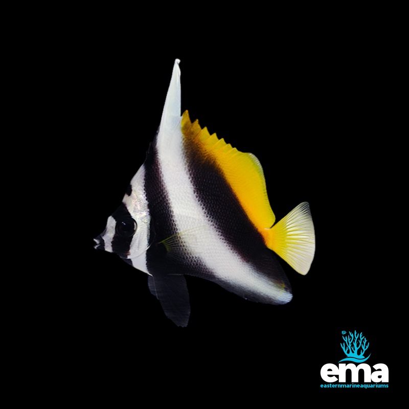 Singular Bannerfish