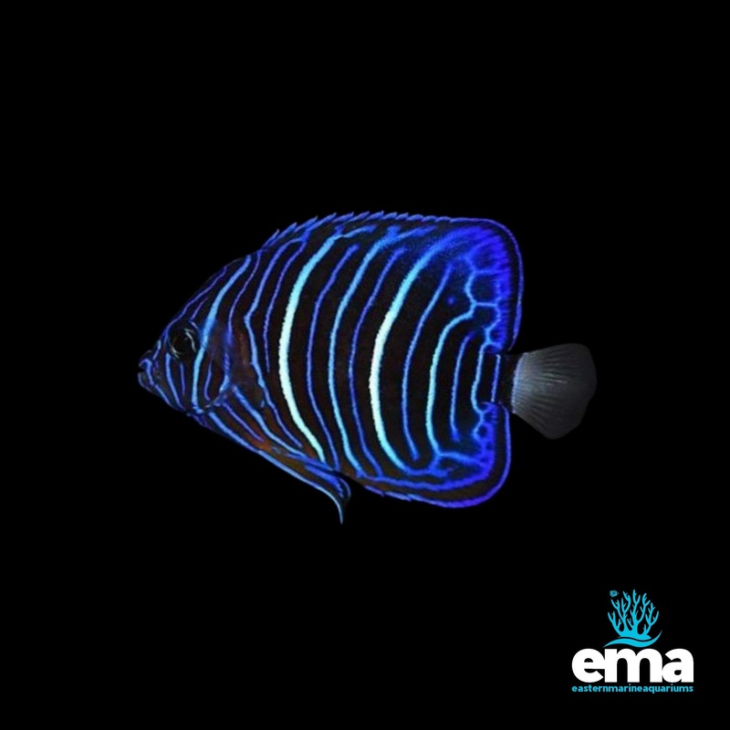 Six Bar Angelfish (Juvenile)