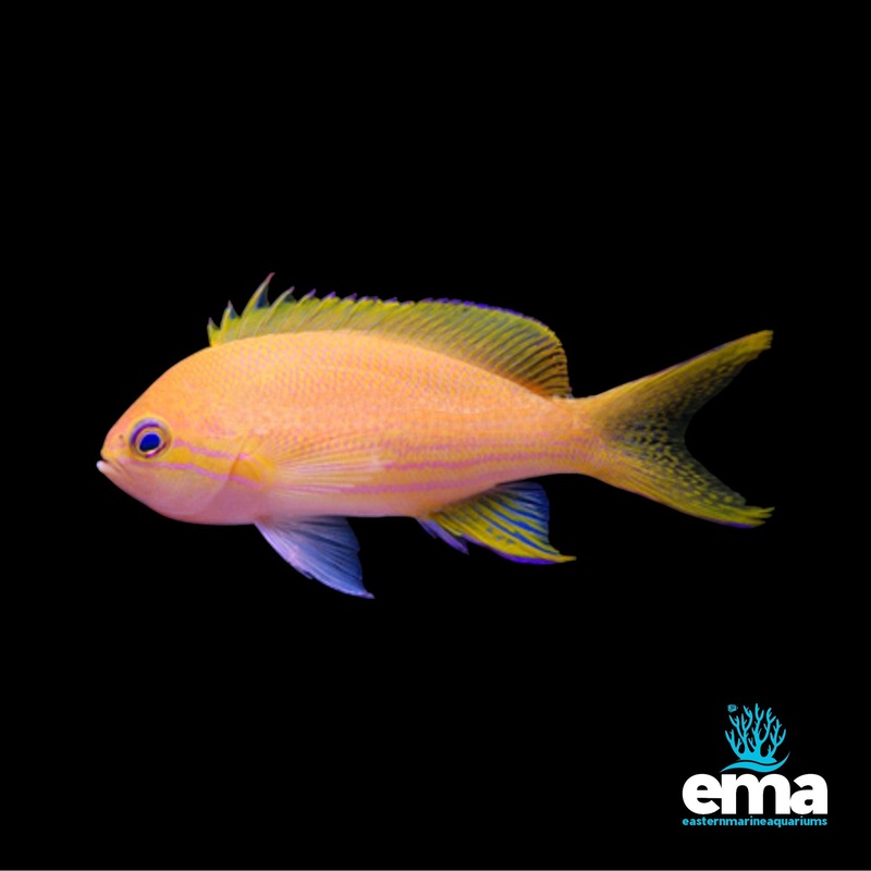 Squareback Anthias (Female)