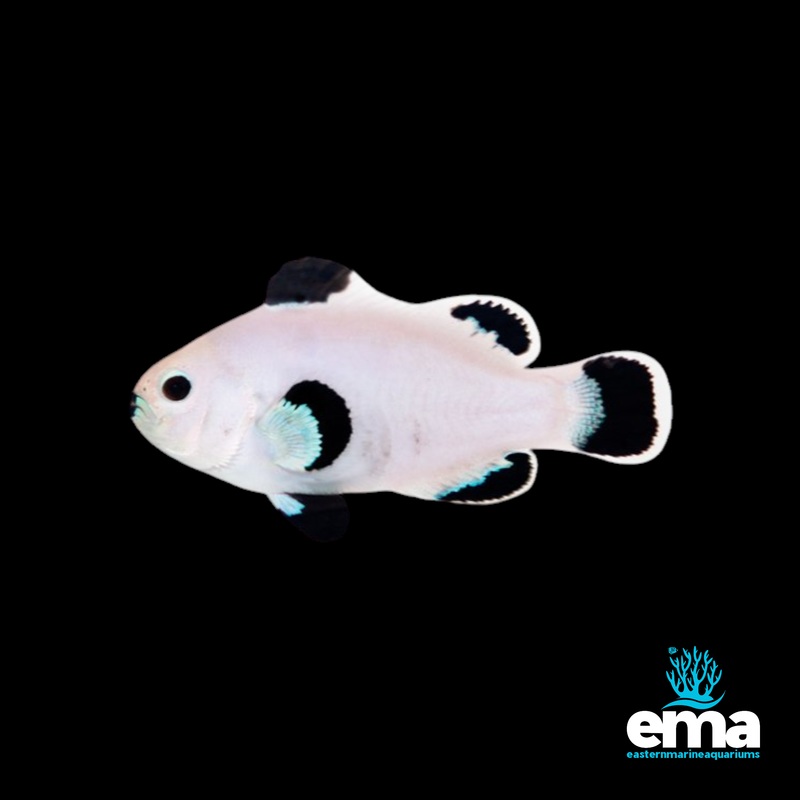 Storm Snow Clownfish