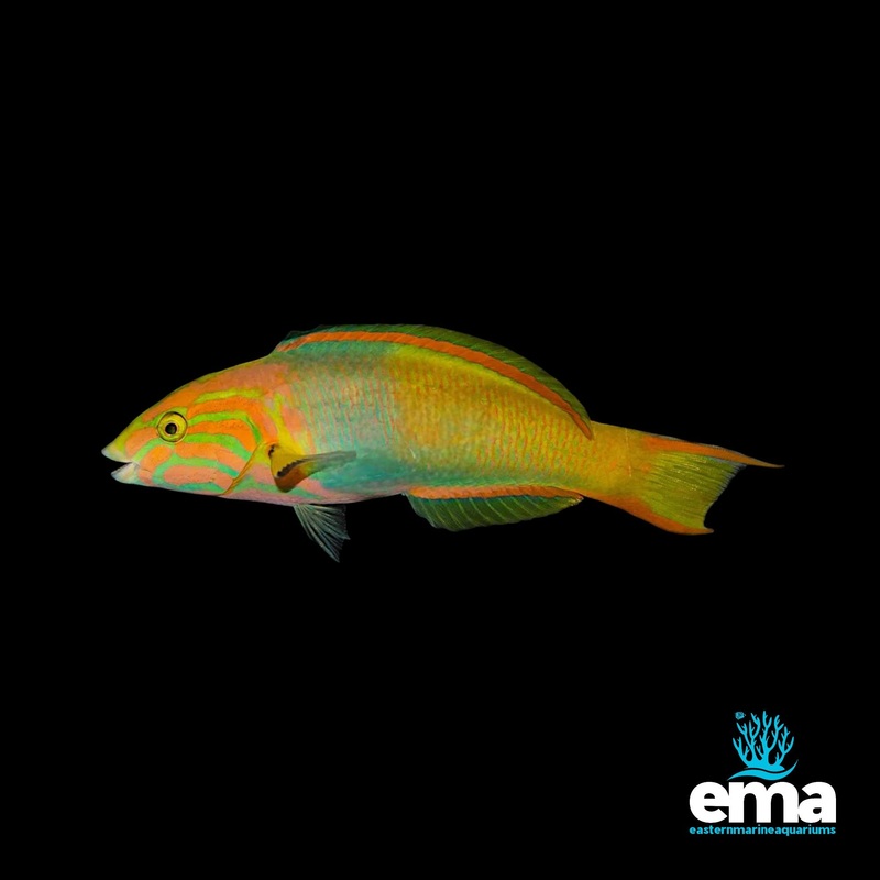 Sunset Wrasse (Male)