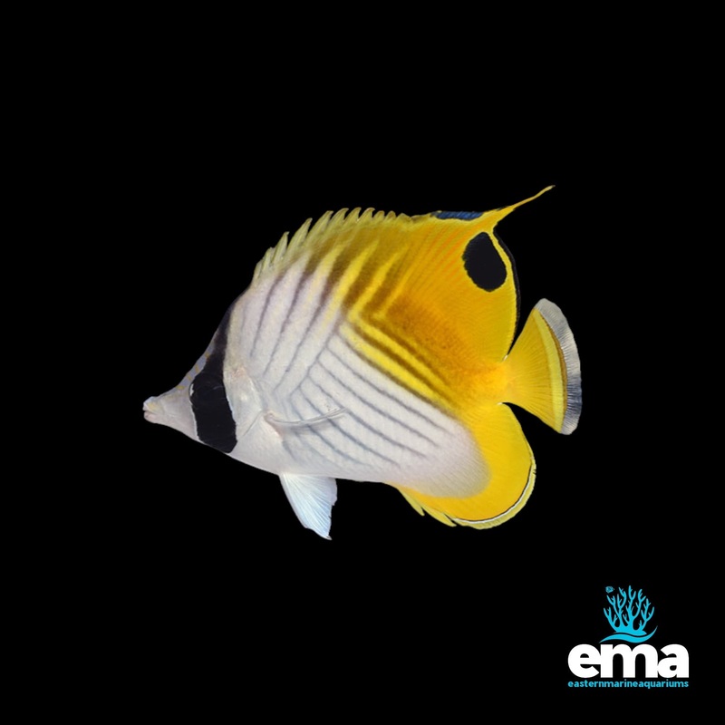 Threadfin Butterflyfish