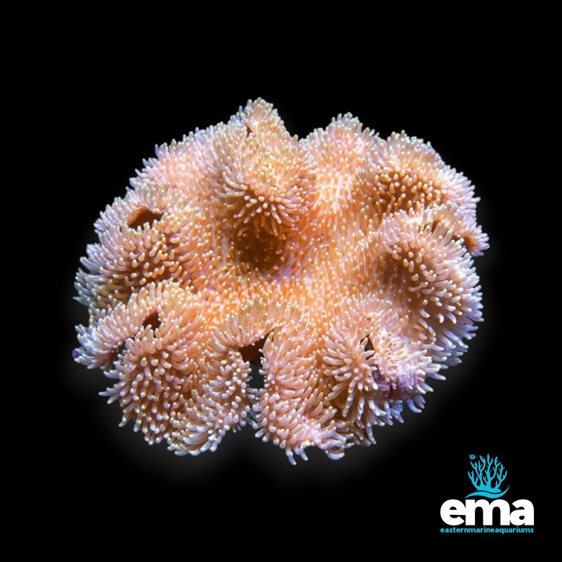 Toadstool Coral