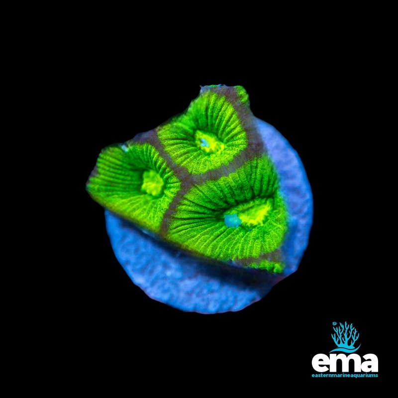 Toxic Green Goniastrea Fragment