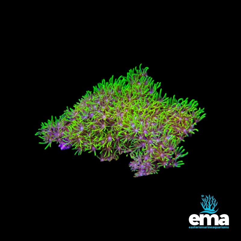 Toxic Green Star Polyp Mini Colonies