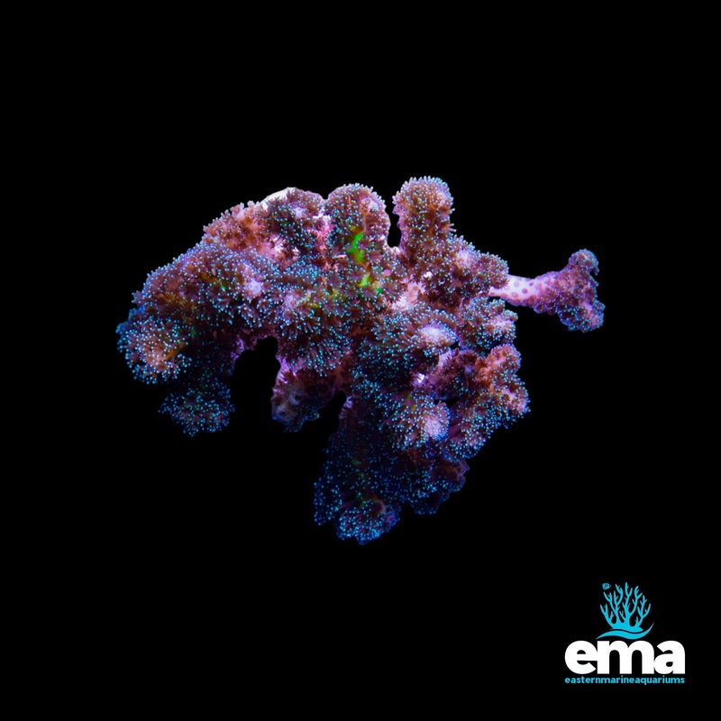 Tricolour Pocillopora (Aquacultured)