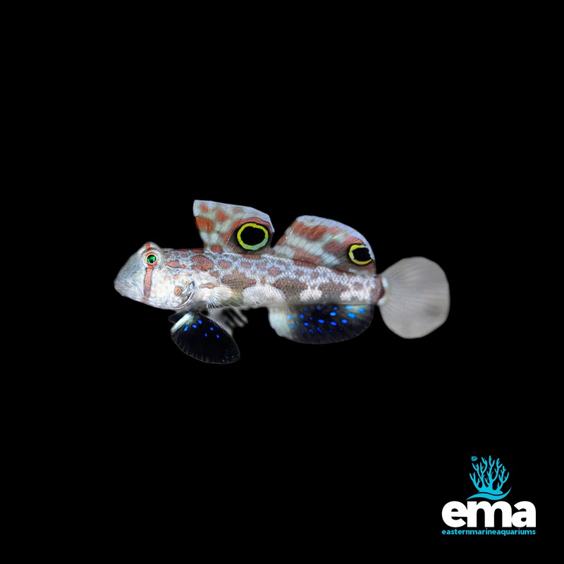 Two Spot Goby