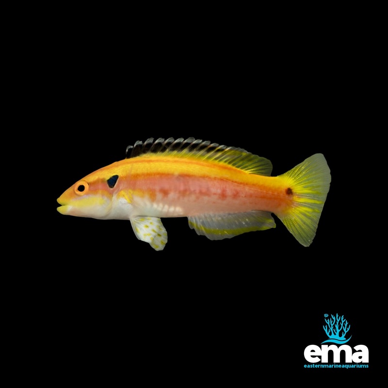 Yellow Candy Hogfish