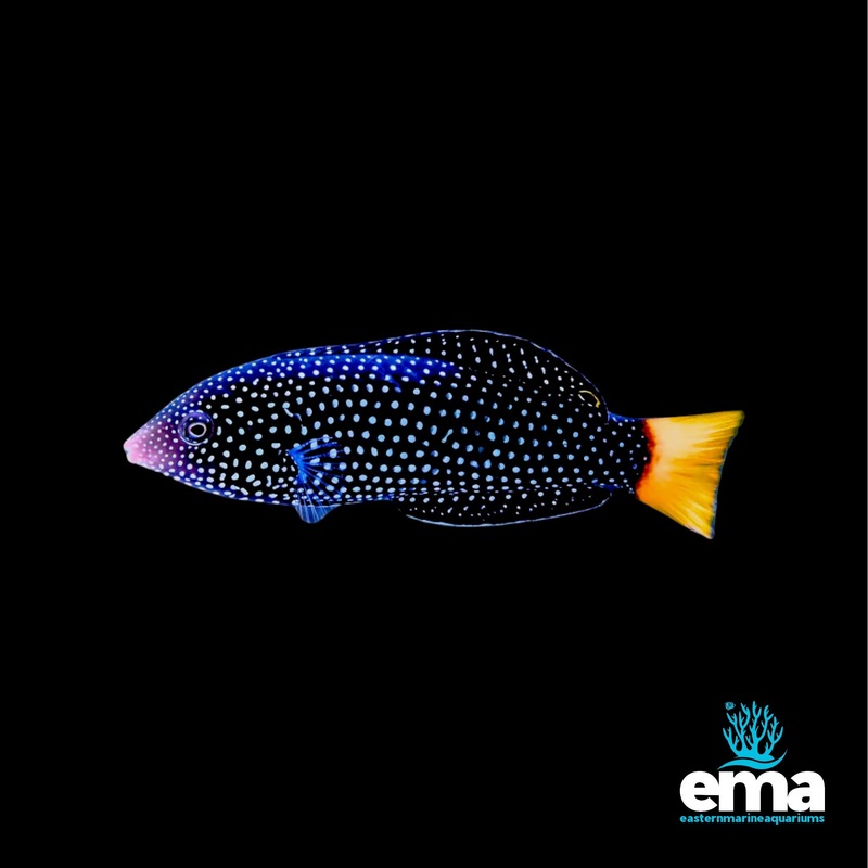Yellow Tail Tamarin Wrasse