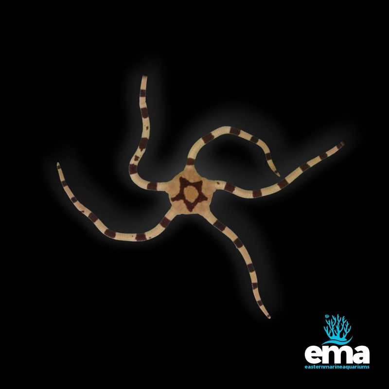 Zebra Brittle Starfish