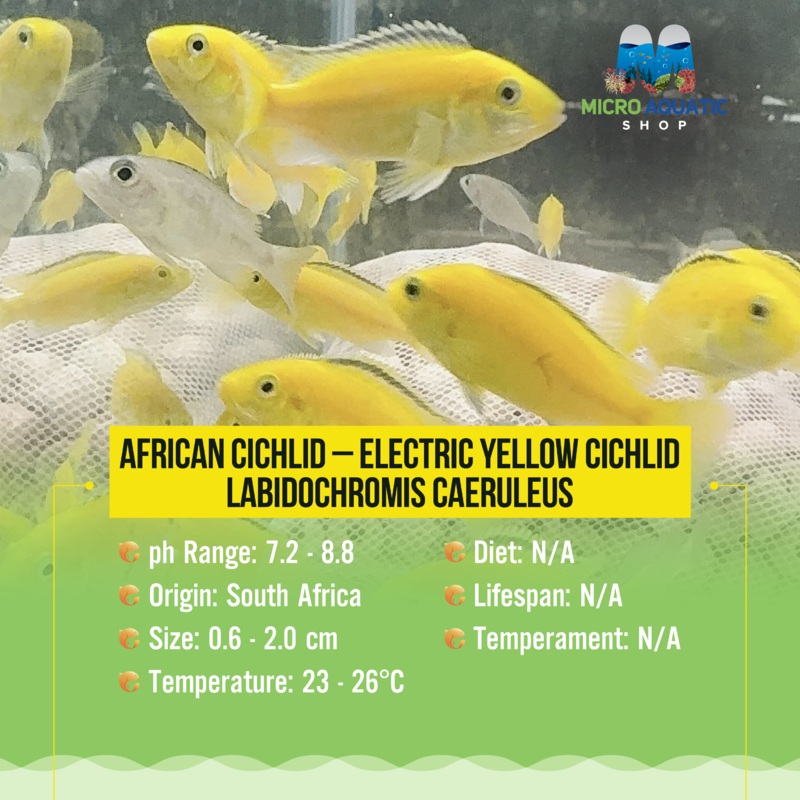African Cichlid  Electric Yellow Cichlid - Labidochromis Caeruleus
