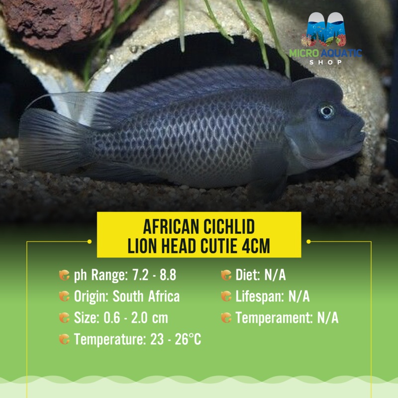 African Cichlid  Lion Head Cutie 6cm
