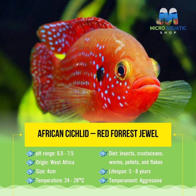 African Cichlid  Red Forrest Jewel 4cm