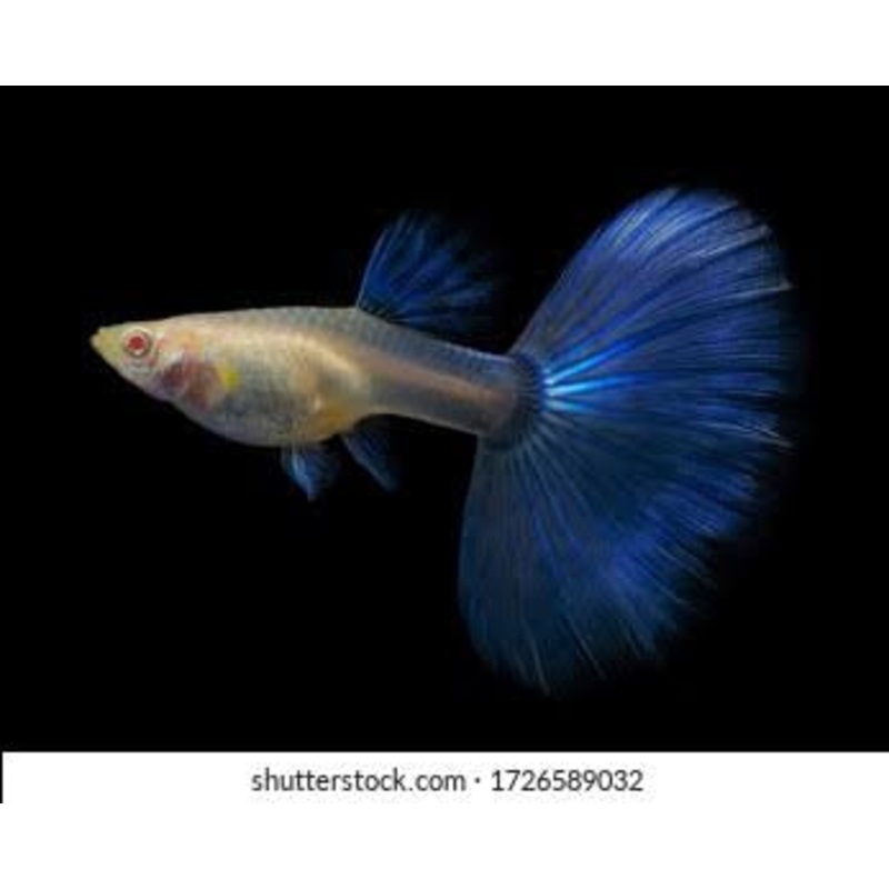 Albino Blue Topaz Guppy Female 3cm