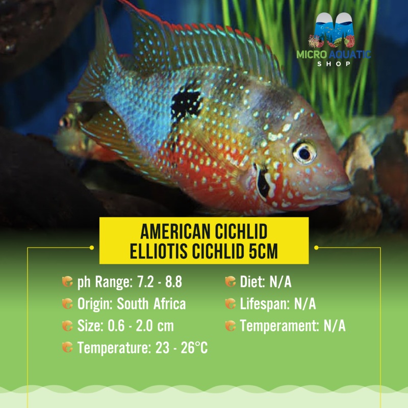 American Cichlid  Elliotis Cichlid 4cm