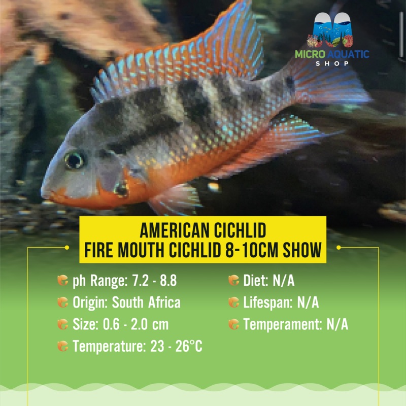 American Cichlid Fire Mouth Cichlid