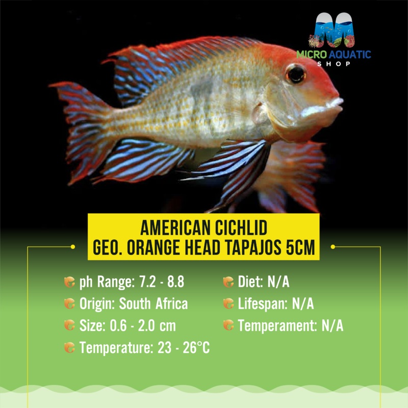 American Cichlid Geo. Orange Head Tapajos 4cm
