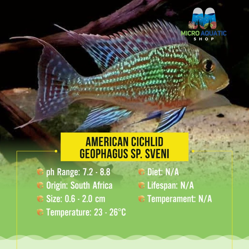 American Cichlid Geophagus Sp. Sveni 4cm