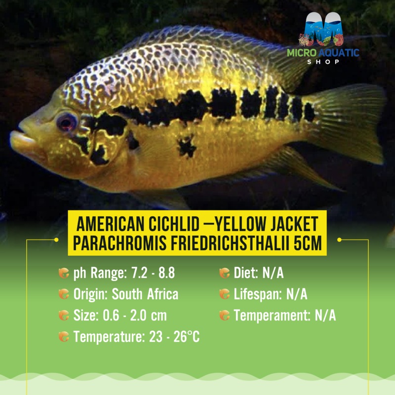 American Cichlid Yellow Jacket Parachromis Friedrichsthalii 5cm