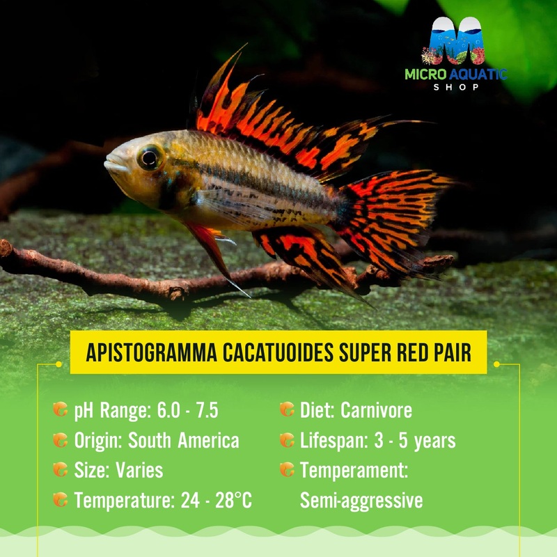 Apistogramma Cacatuoides Super Red Pair