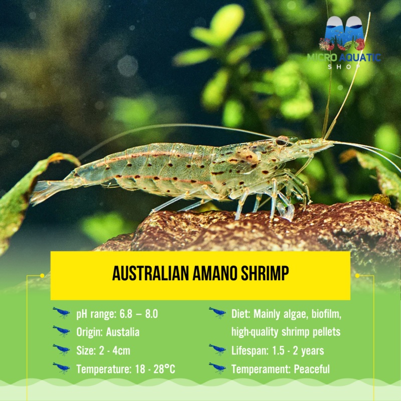 Australian Amano Shrimp (ULTRA RARE)