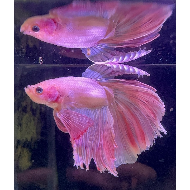 Betta Male - A Grade Prince 6cm Show