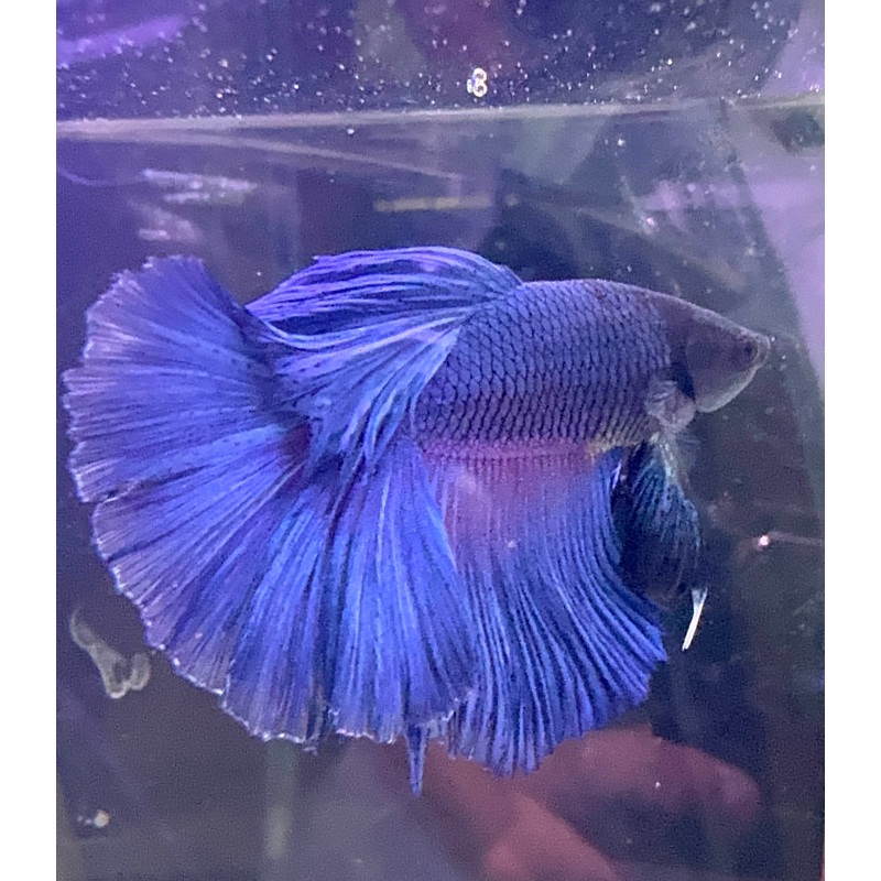 Betta Male - A Grade Super Delta 6cm Show A1