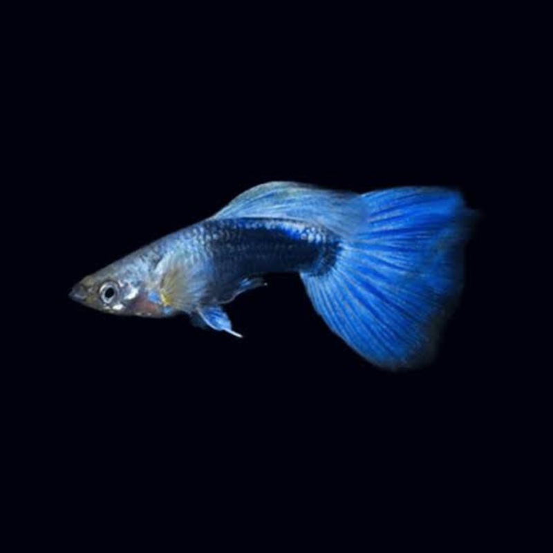 Blue Neon Guppy
