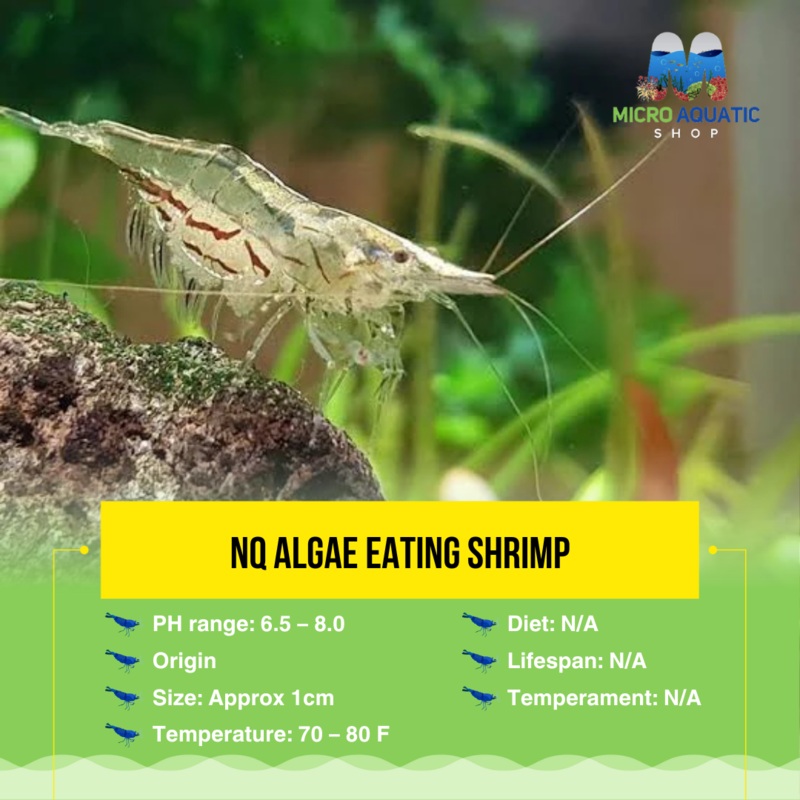 Buy 10 Get 5 Free NQ Algae Eating Shrimp