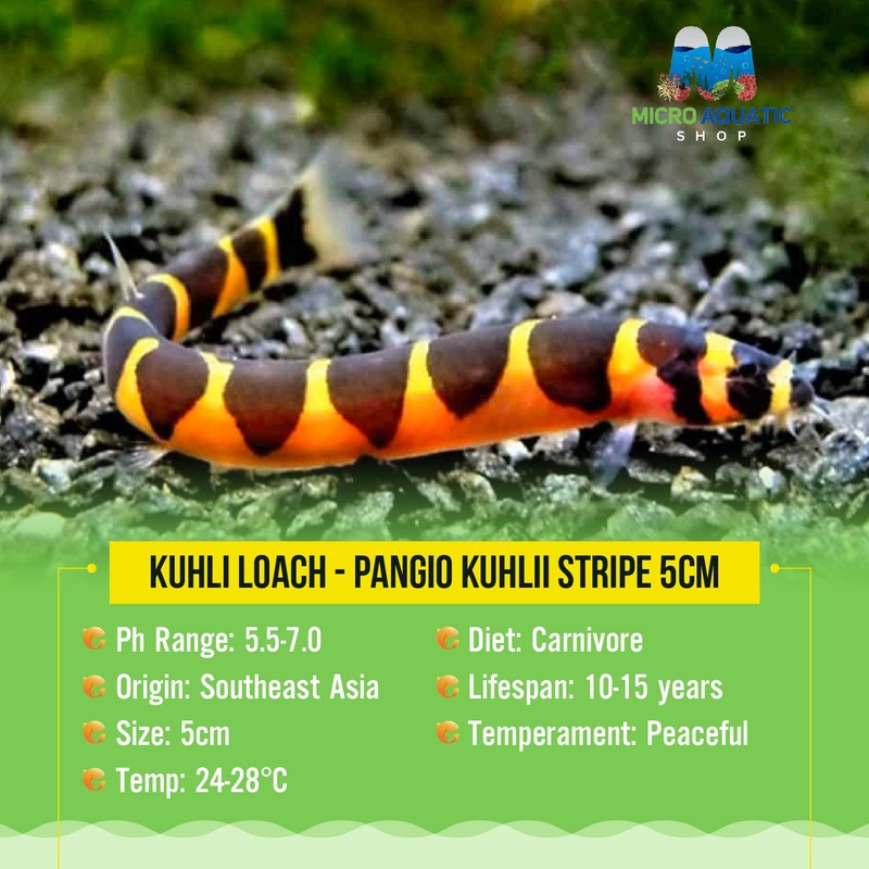 Buy 3 Get 1 Free Kuhli Loach - Pangio Kuhlii Stripe 4cm