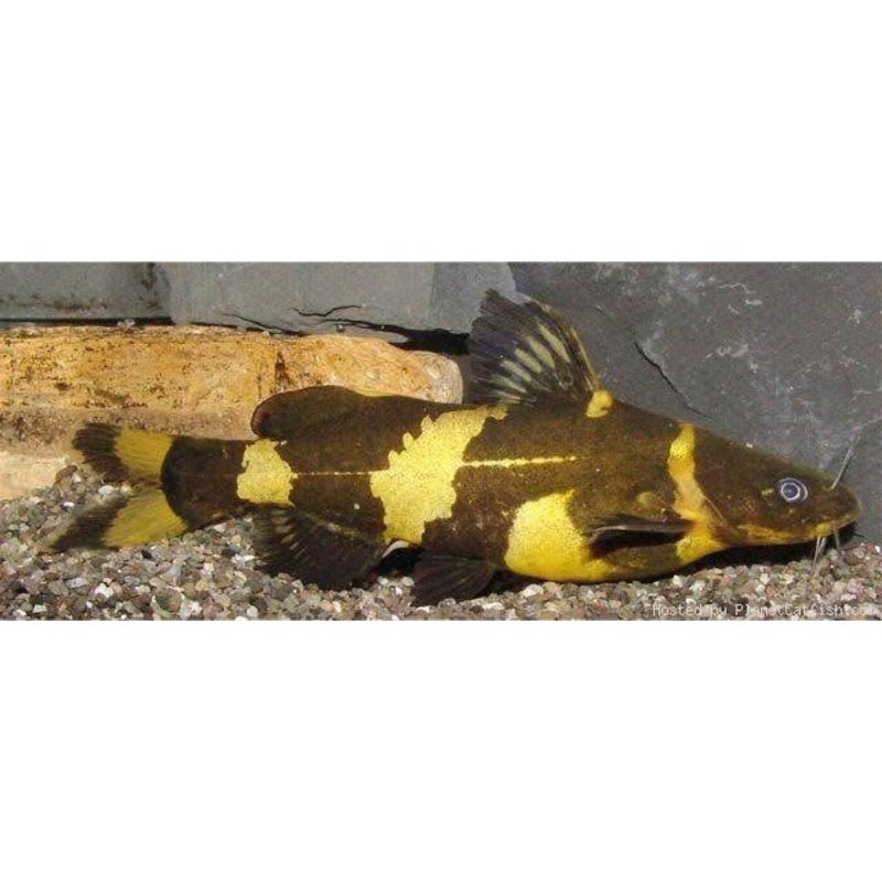Catfish - Bumble Bee 8cm